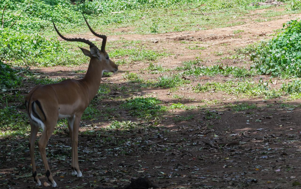 Buvi Lodge Limited Entebbe Exteriör bild